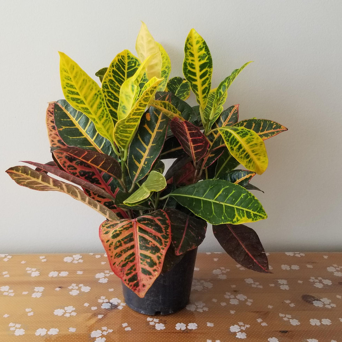 Croton indoor Plant