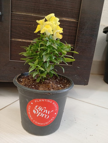 SnapDragon Flower seedling