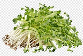 Broccoli microgreens seeds