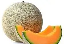 Cantaloupe Seedling