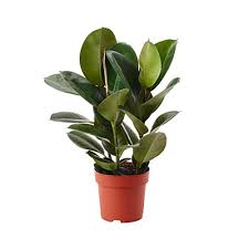 Ficus Indoor plant