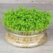 GrowPro Garden Cress Seeds