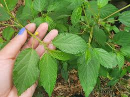 molokhia seeds GrowPro