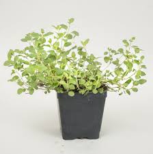 Greek Oregano Seedling