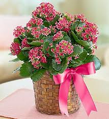 Florist Kalanchoe