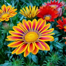 Gazania Flower Seeds Al-Fajr (Gazania rigens)