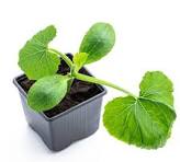 Melon Seedling