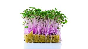 Kohlrabi Microgreens seeds (Al-fajr premium)
