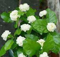 Jasminum sambac