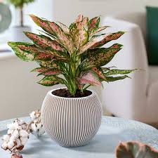 Pink Aglaonema
