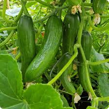Cucumber premium seeds (Al-Fajr premium)
