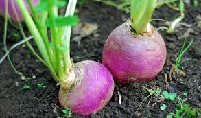 Turnip Seeds
