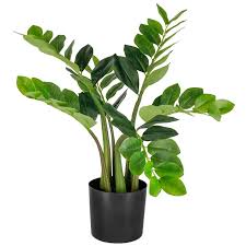 ZZ Plant (Zamia)
