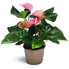 pink Anthurium