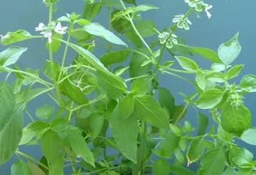 Grow pro Lemon basil seeds