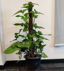 Syngonium Stick indoor plant