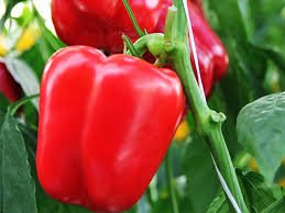 Colored Bell Pepper Seeds (Al-Fajr Premium )