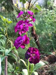 Matthiola flowers Seedling