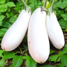 White Eggplant Premium seeds Al-Fajr