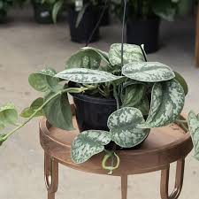 pothos silver