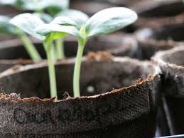 Cantaloupe Seedling
