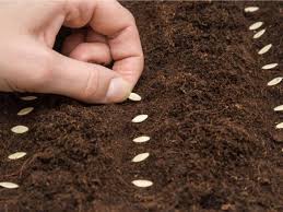 Cucumber seeds GrowPro