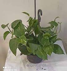 Hang Pothos
