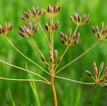 Caraway GrowPro seeds