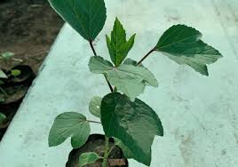 Hibiscus seedling