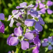 Matthiola flowers Seedling