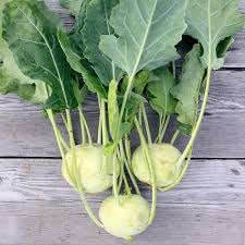 Kholorabi Premium Seeds Al-Fajr