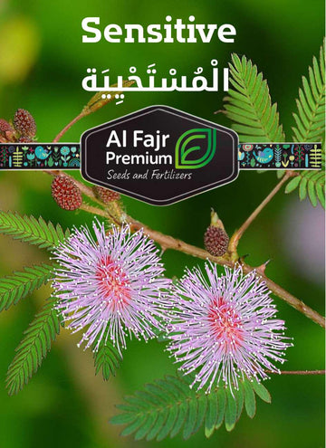 Sensitive Flowers seeds (Al-Fajr Premium)