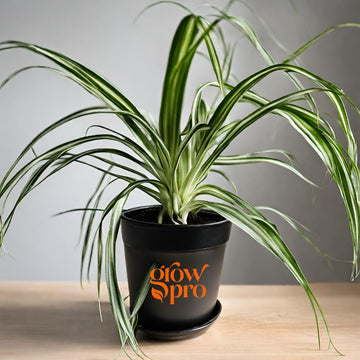 Flanjam Indoor Plant
