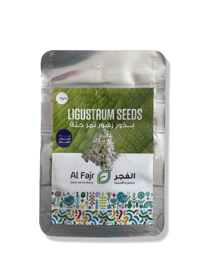 Ligustrum Seeds