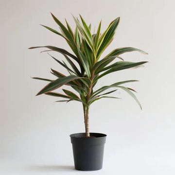 Daracena indoor plant