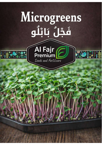 Radish Microgreens seeds (Al-Fajr Premium )