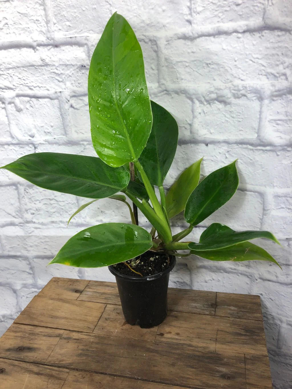 Philodendron Imperial indoor plant