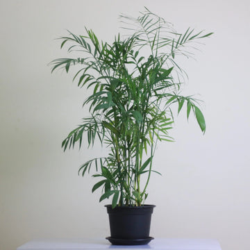 Bamboo Palm indoor plant