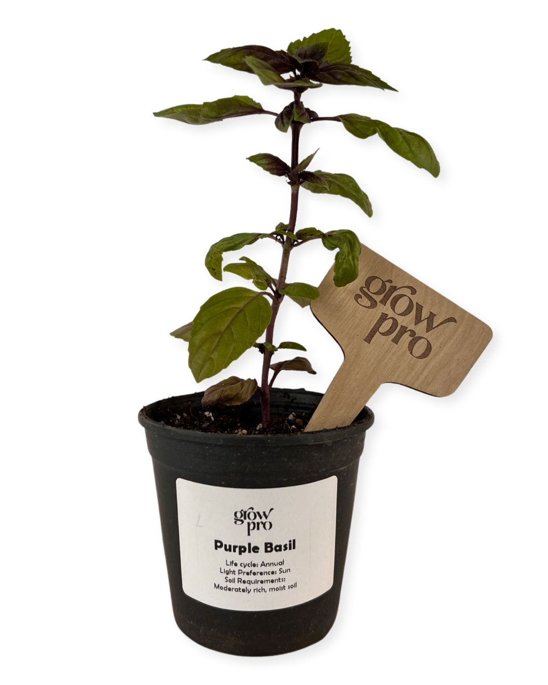 Purple Basil Seedling - Growpro Egypt