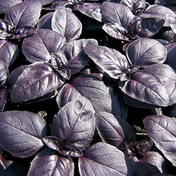 Amethyst Improved Basil Seeds - Growpro Egypt