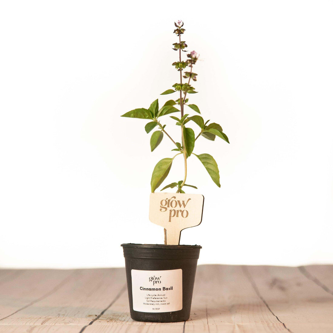 Cinnamon Basil Seedling - Growpro Egypt