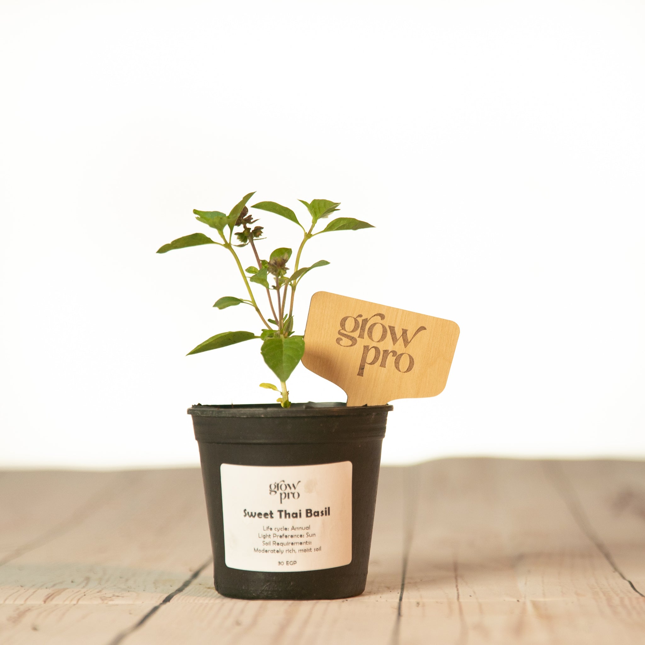 Sweet Thai Basil Seedling