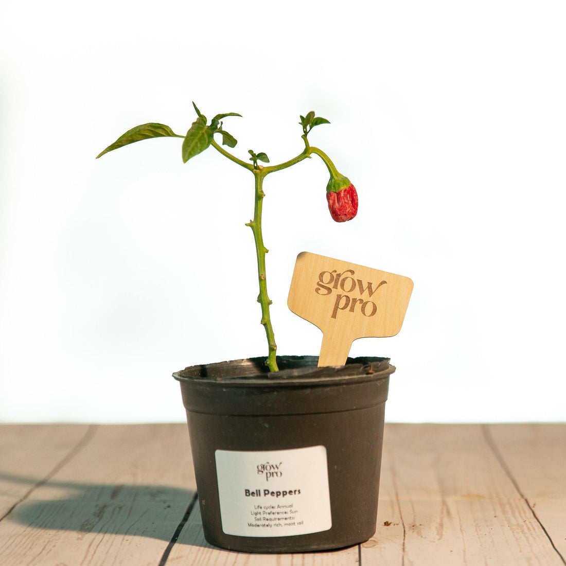 Bell Pepper Seedling - Growpro Egypt