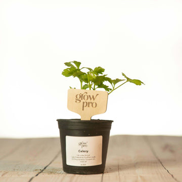 Celery Seedling - Growpro Egypt