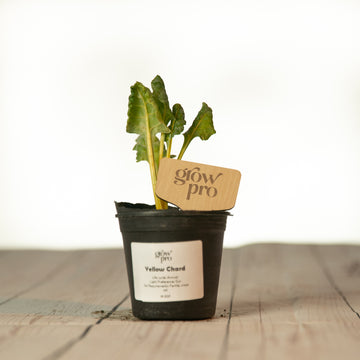 Yellow Chard Seedling