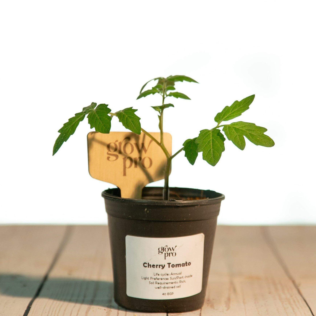 Cherry Tomato Seedling - Growpro Egypt