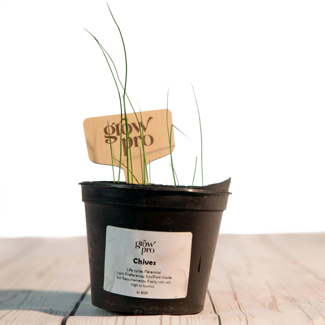 Chives Seedling - Growpro Egypt