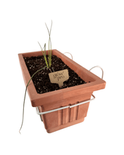 Load image into Gallery viewer, Chives Seedling
