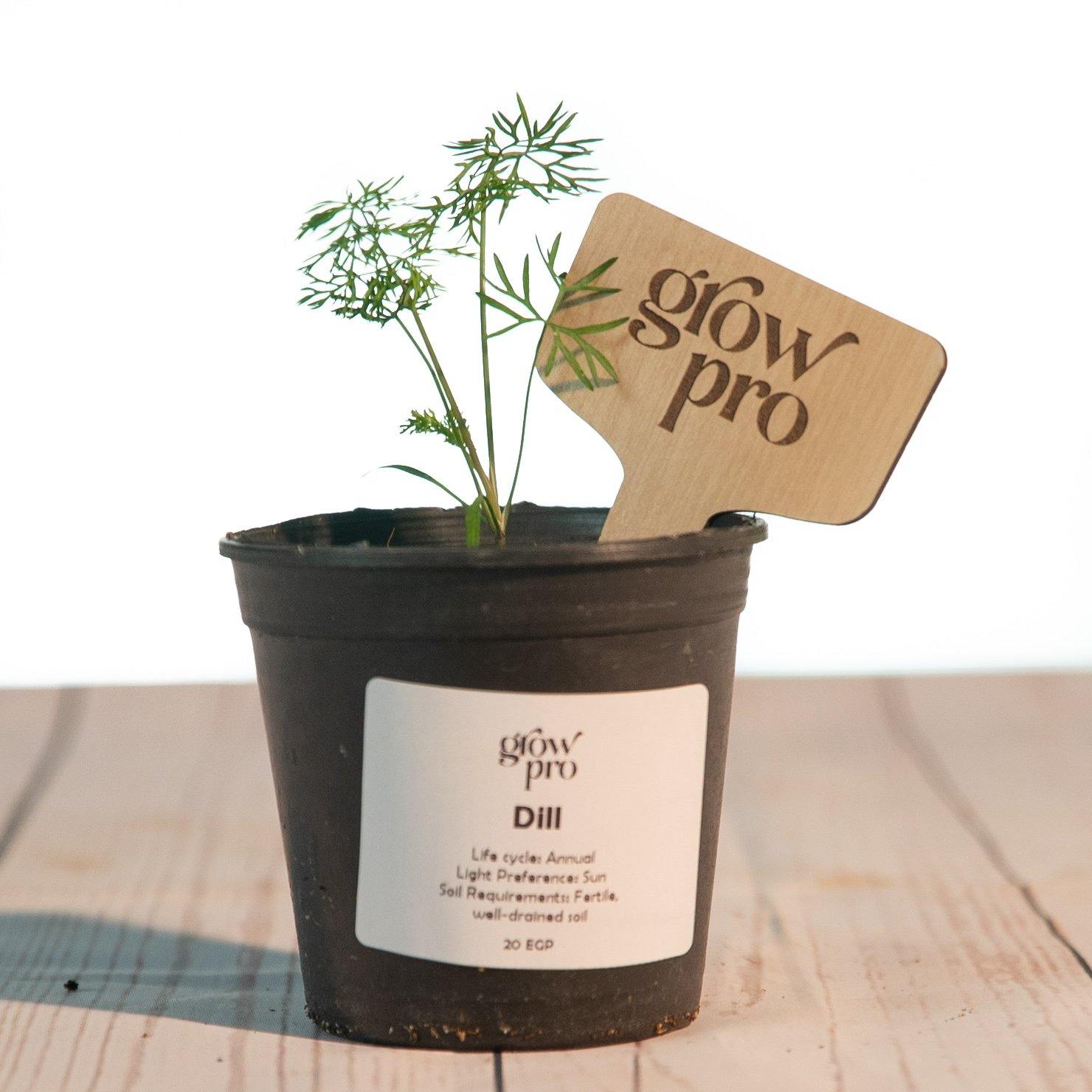 Dill Seedling - Growpro Egypt