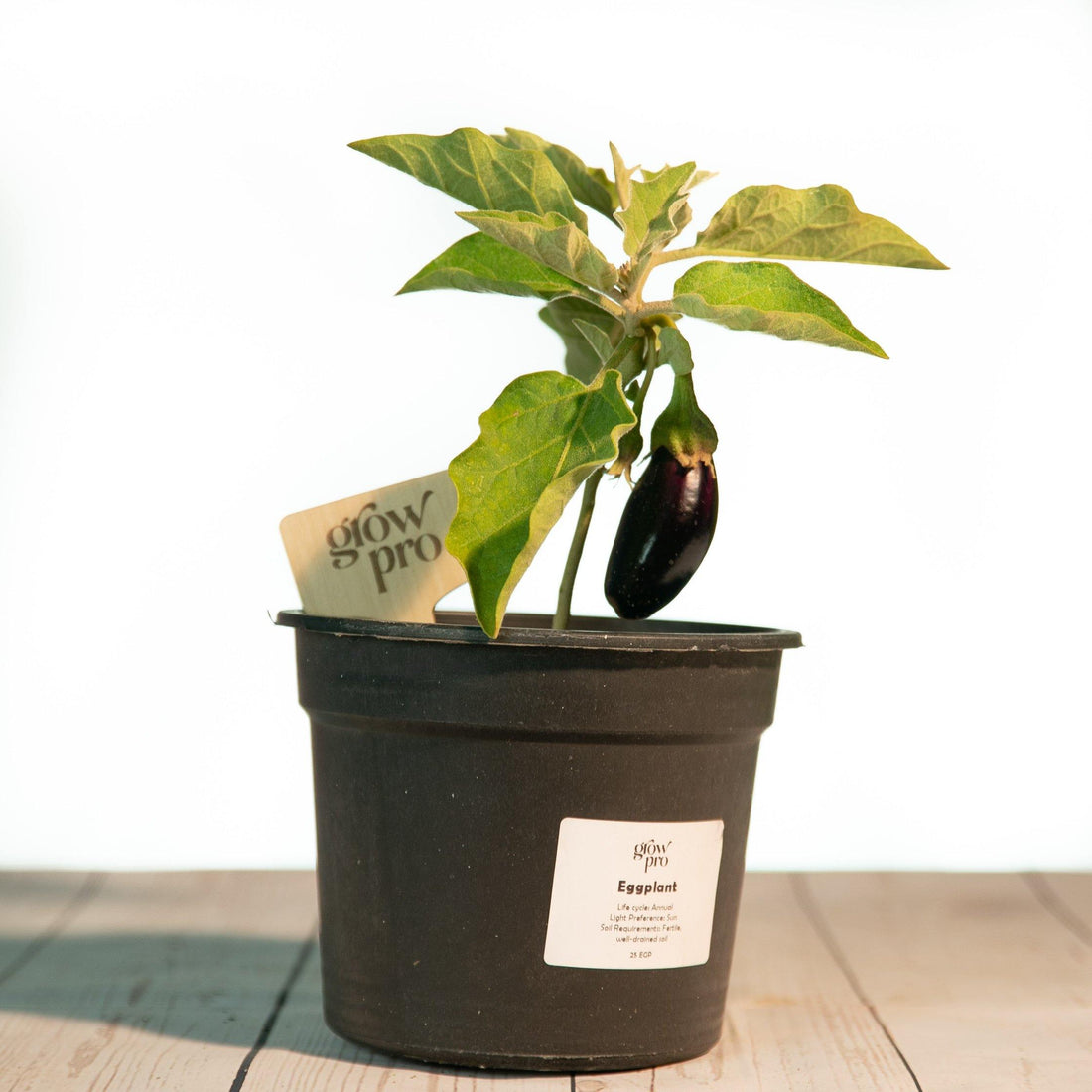 Eggplant Seedling - Growpro Egypt